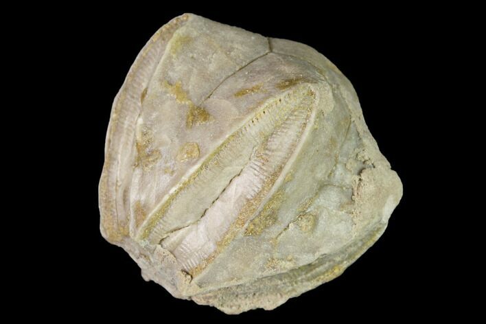 Blastoid (Pentremites) Fossil - Tennessee #142097